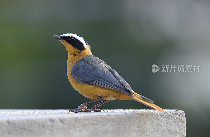 White-browed Robin-Chat